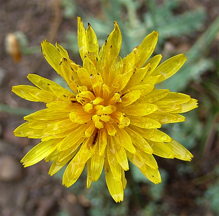 Image of Reichardia dichotoma specimen.