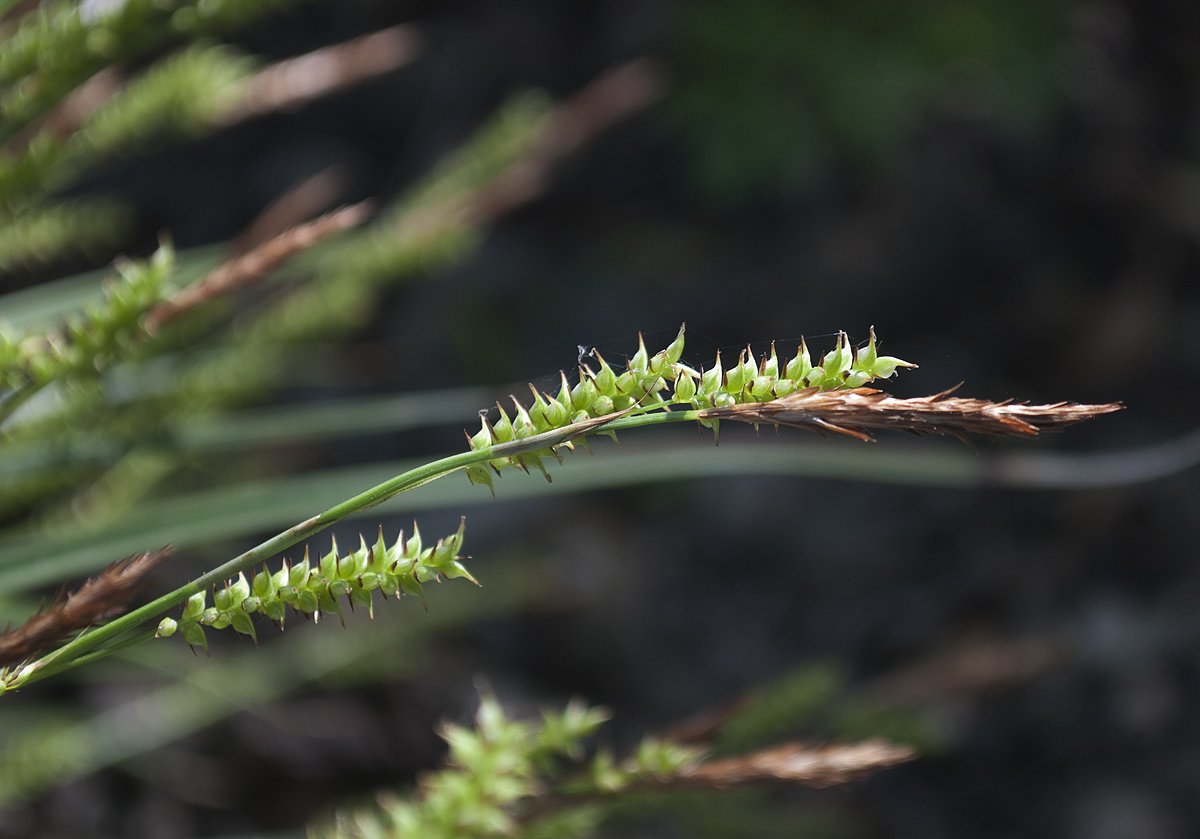 Image of Carex morrowii specimen.