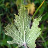 Leonurus quinquelobatus. Лист (обратная сторона). Свердловская обл., г. Североуральск, пустырь в частном секторе рядом с ж.-д. полотном. 31.07.2019.