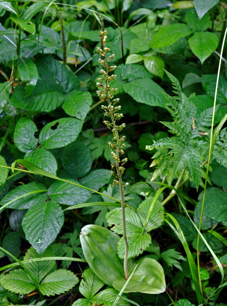 Image of Listera ovata specimen.