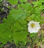 Sinopodophyllum hexandrum