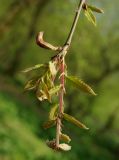 Quercus castaneifolia