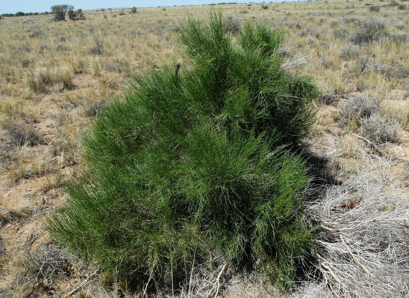 Image of Haloxylon aphyllum specimen.