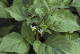Solanum nigrum. Верхушка цветущего растения. Сахалинская обл., Томаринский р-н, г. Томари, пустырь. 03.08.2017.