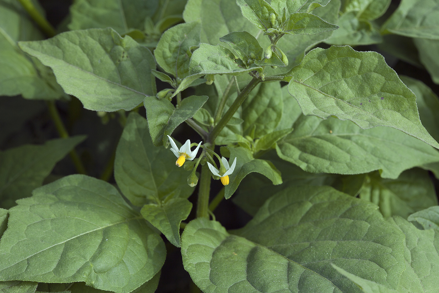 Изображение особи Solanum nigrum.