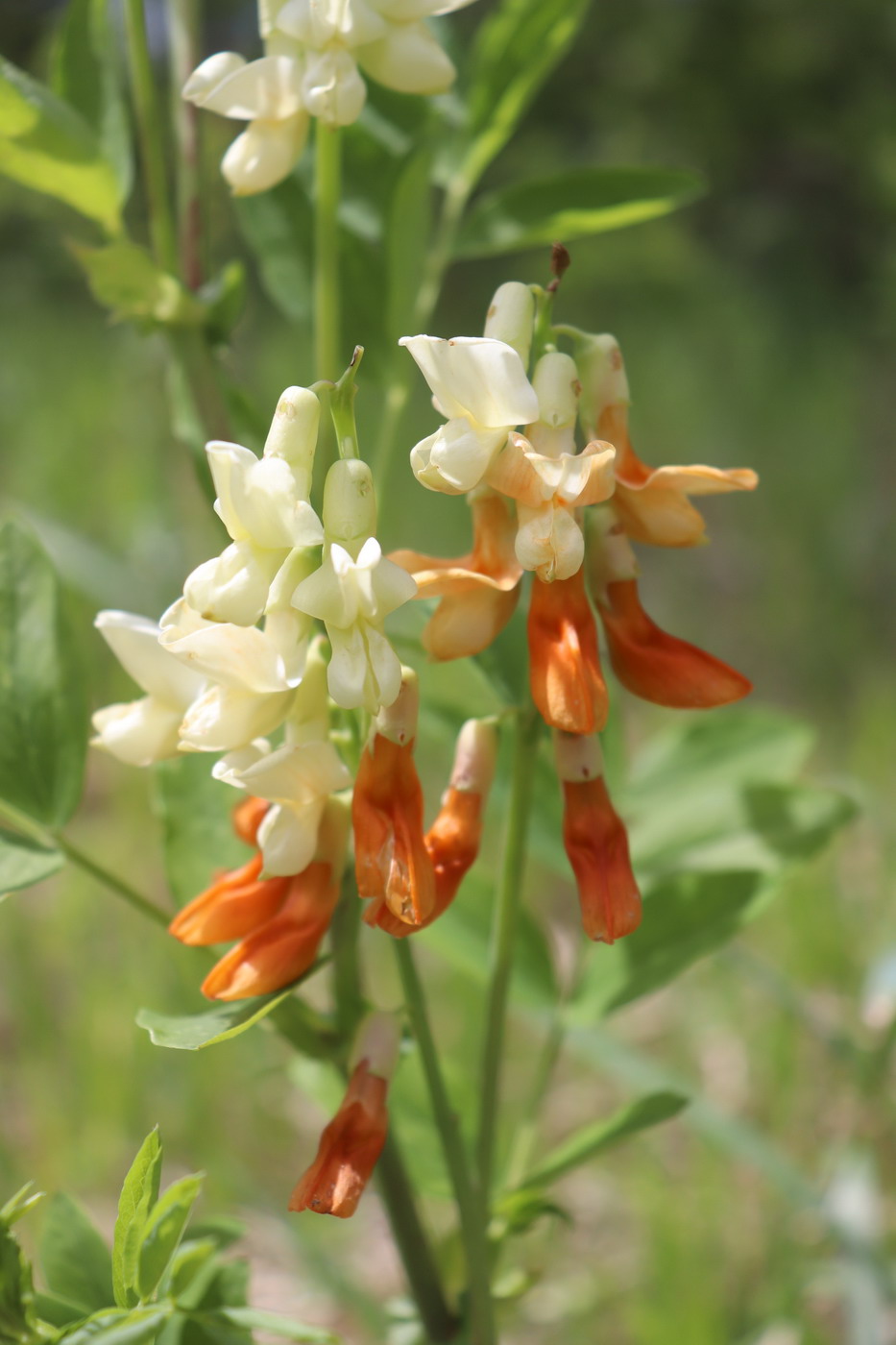 Image of Lathyrus gmelinii specimen.