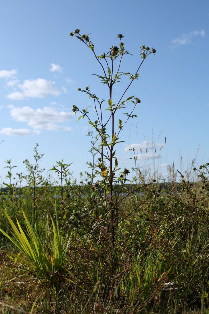 Image of Bidens tripartita specimen.