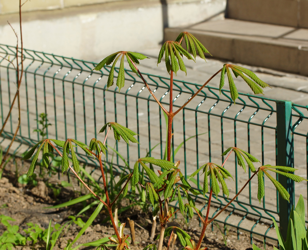 Изображение особи Aesculus hippocastanum.