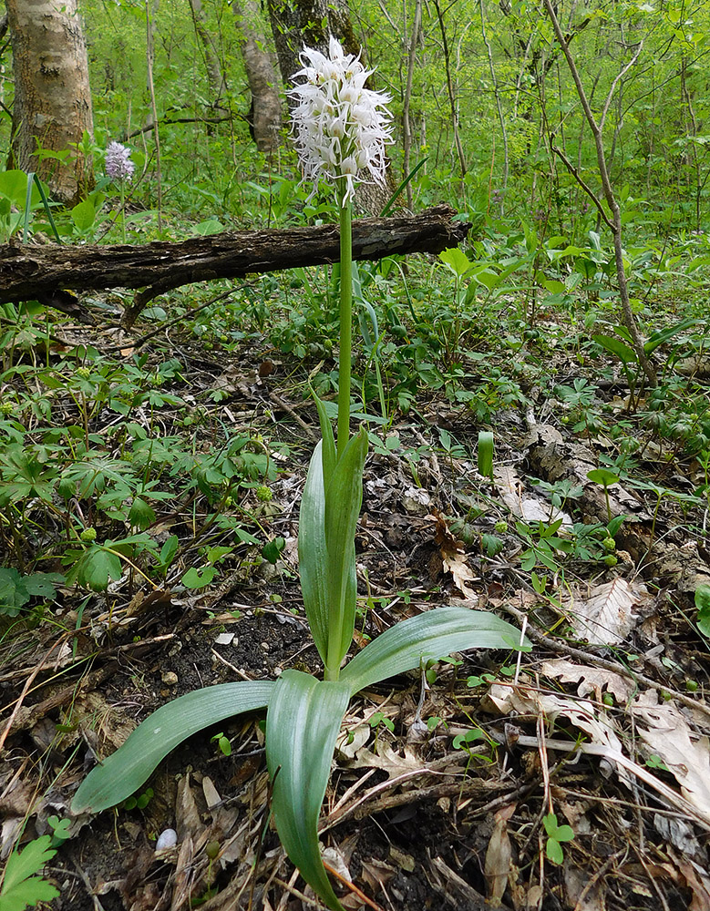 Image of Orchis simia specimen.