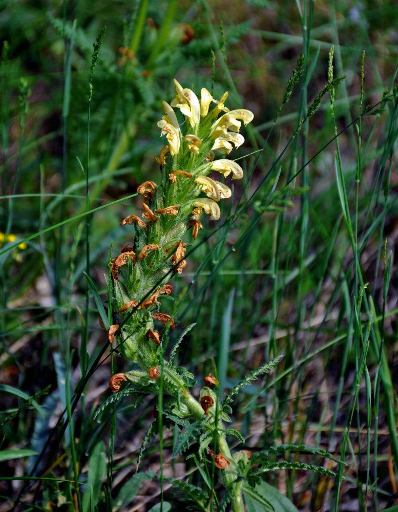 Изображение особи Pedicularis kaufmannii.