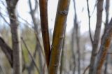 Salix acutifolia