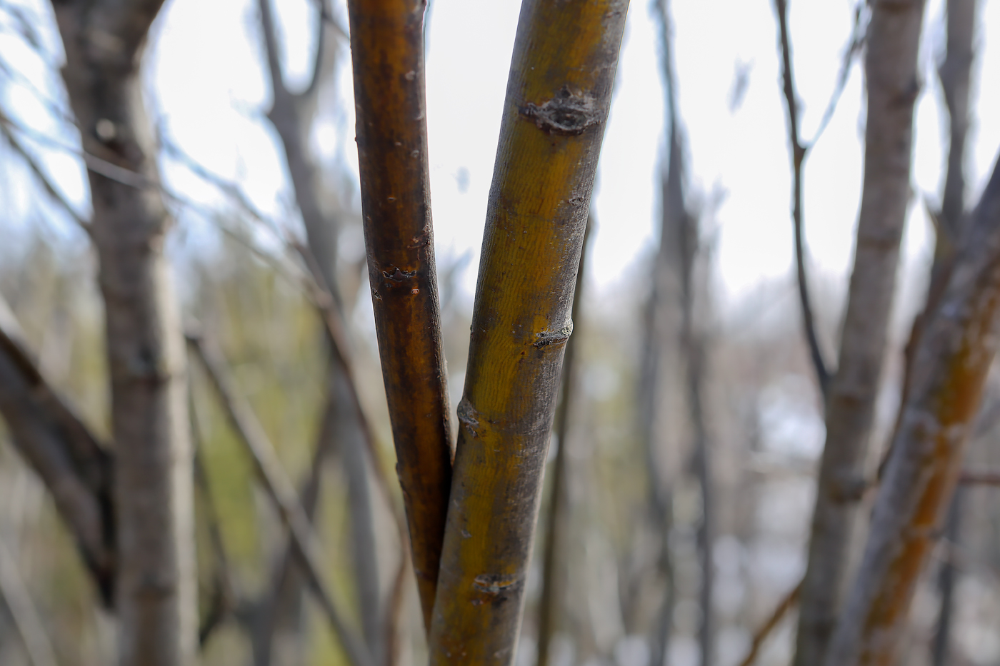 Image of Salix acutifolia specimen.