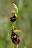 Ophrys insectifera