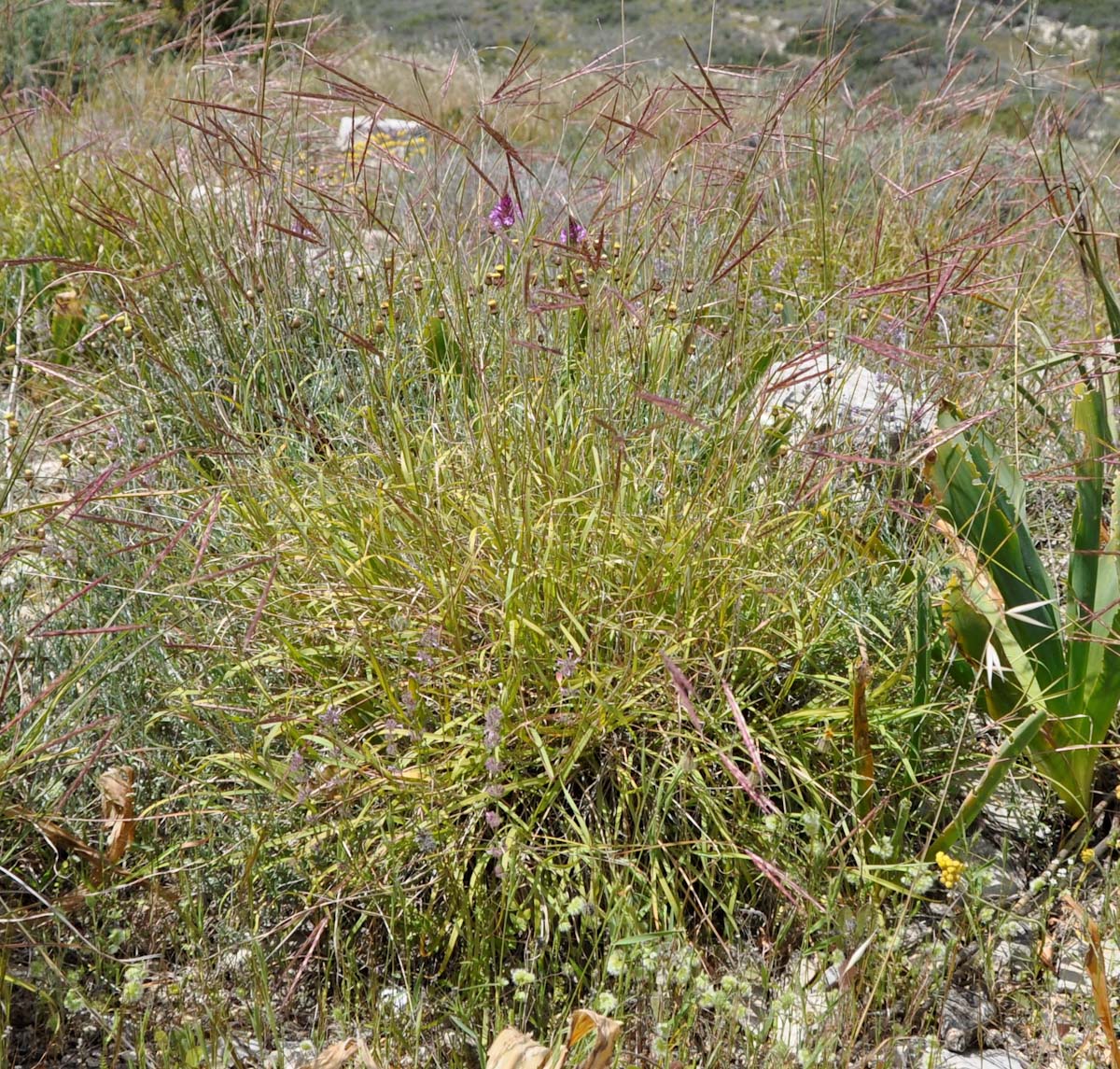 Image of Andropogon distachyos specimen.