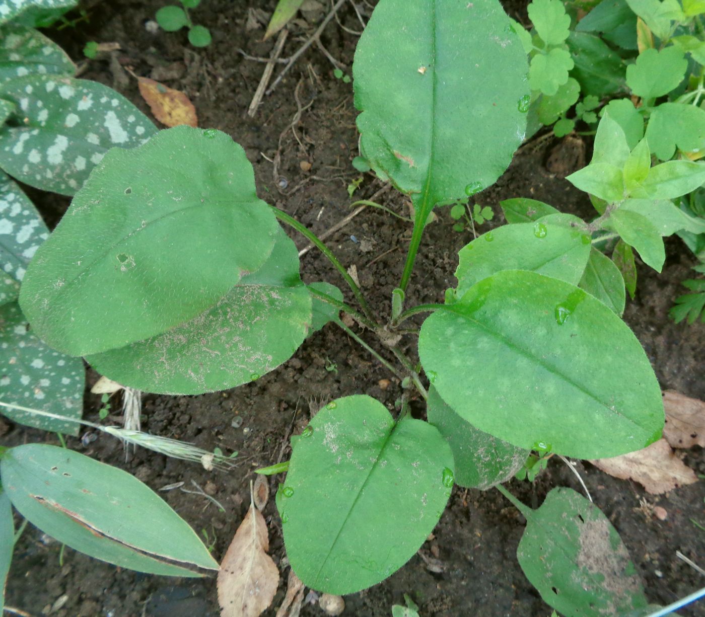 Image of Pulmonaria obscura specimen.