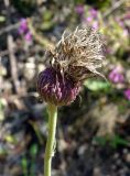 Cirsium maackii. Соплодие. Приморский край, окр. пос. Михайловка, разнотравье на сопке. 29.08.2019.