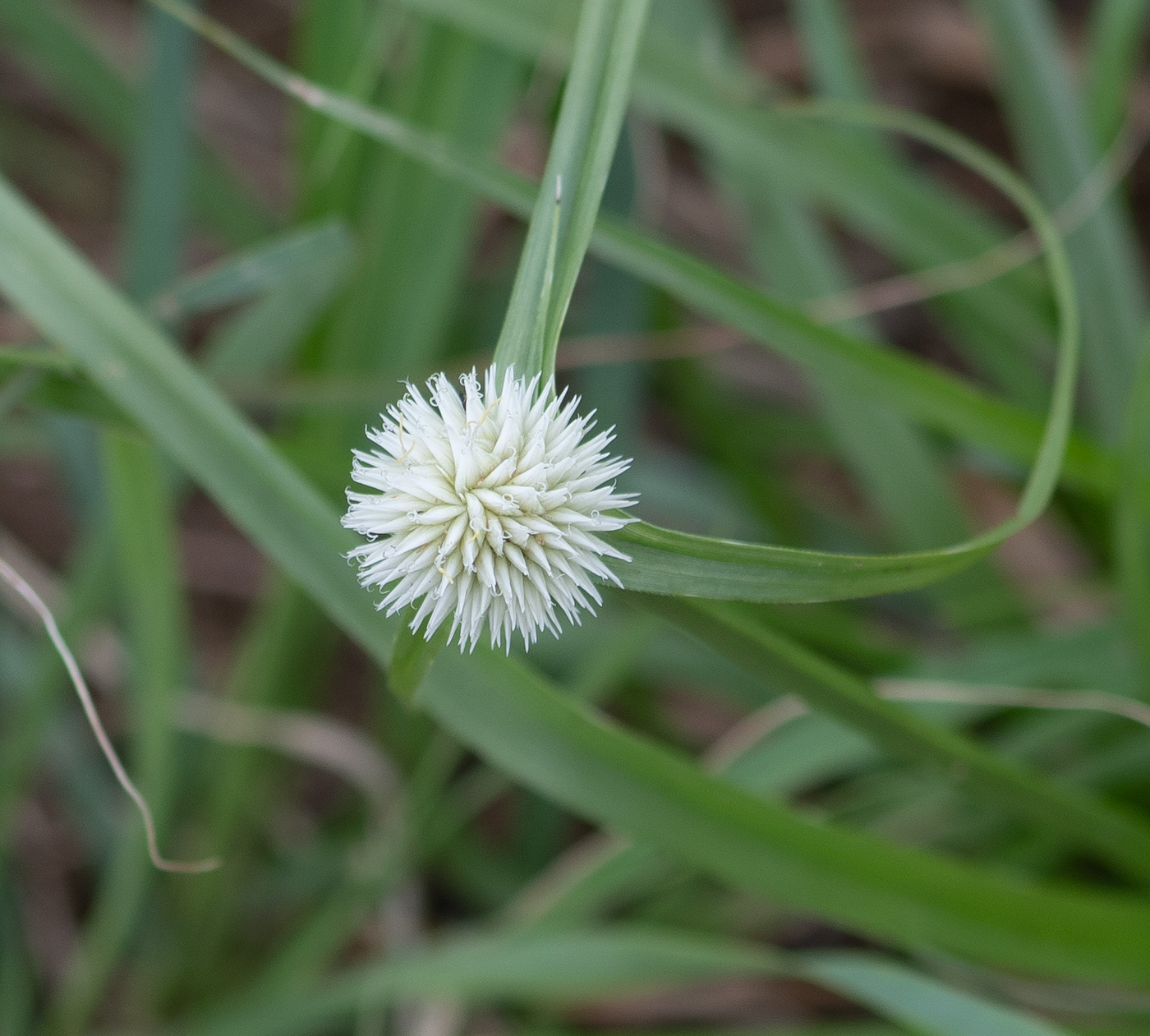Image of Kyllinga alba specimen.