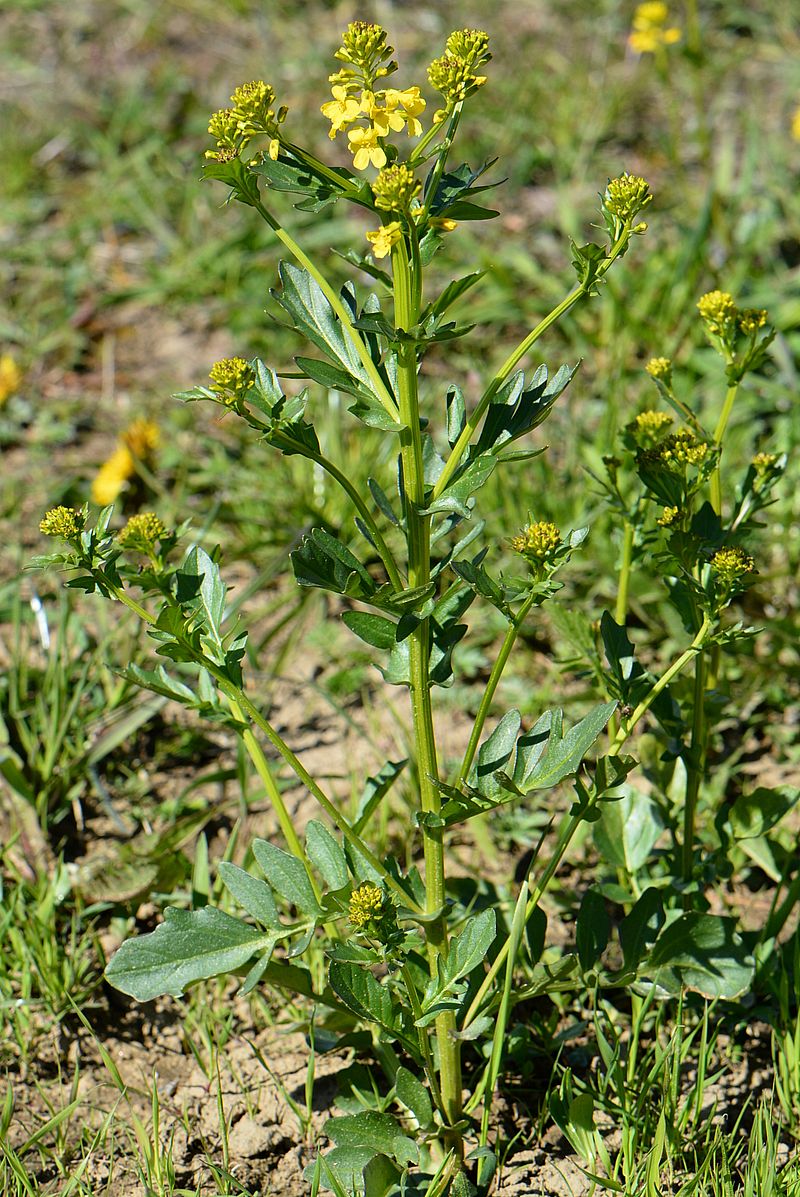 Image of Barbarea arcuata specimen.