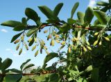 Berberis integerrima