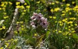 Rhinopetalum stenantherum