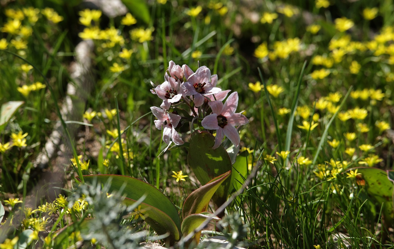 Image of Rhinopetalum stenantherum specimen.