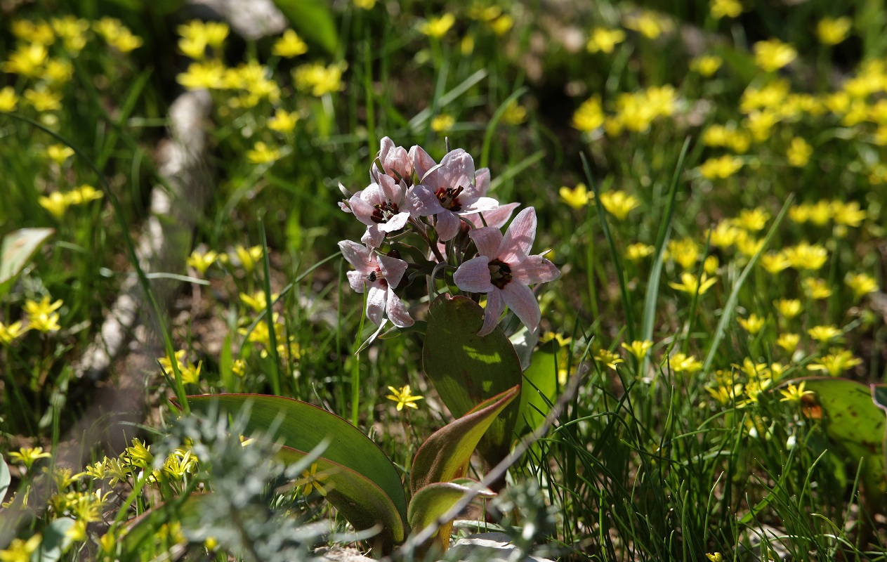 Изображение особи Rhinopetalum stenantherum.