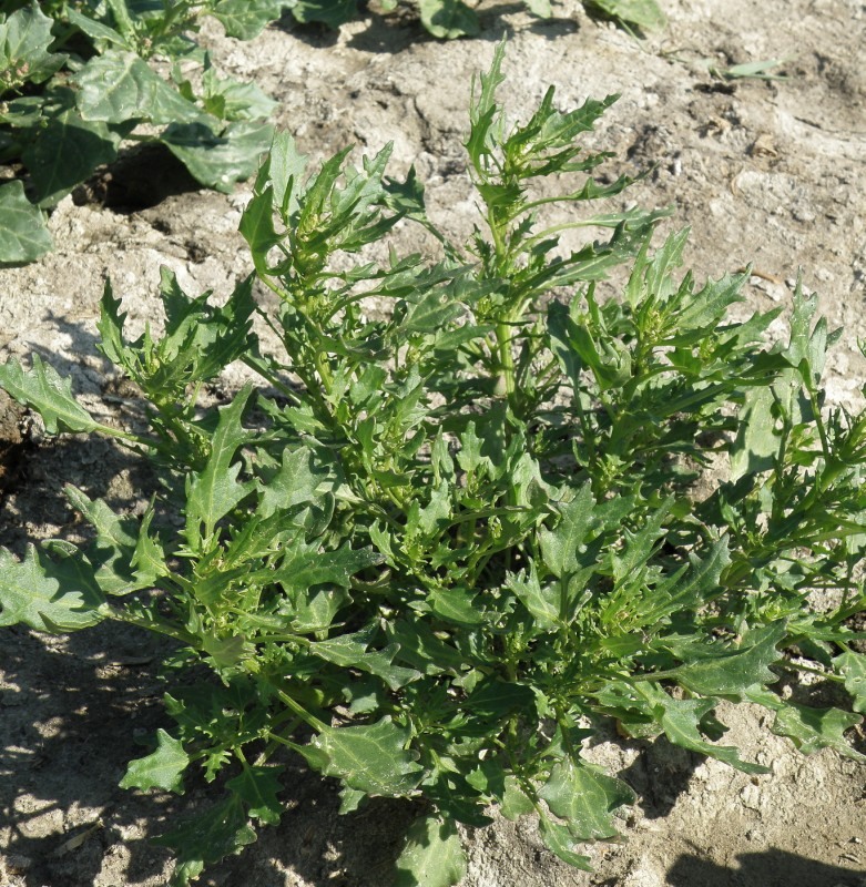 Image of Oxybasis rubra specimen.