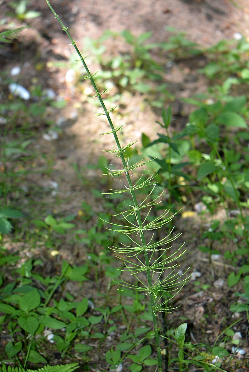 Изображение особи Equisetum fluviatile.