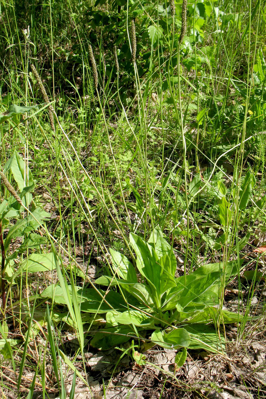 Изображение особи Plantago urvillei.