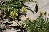 Oxytropis campestris