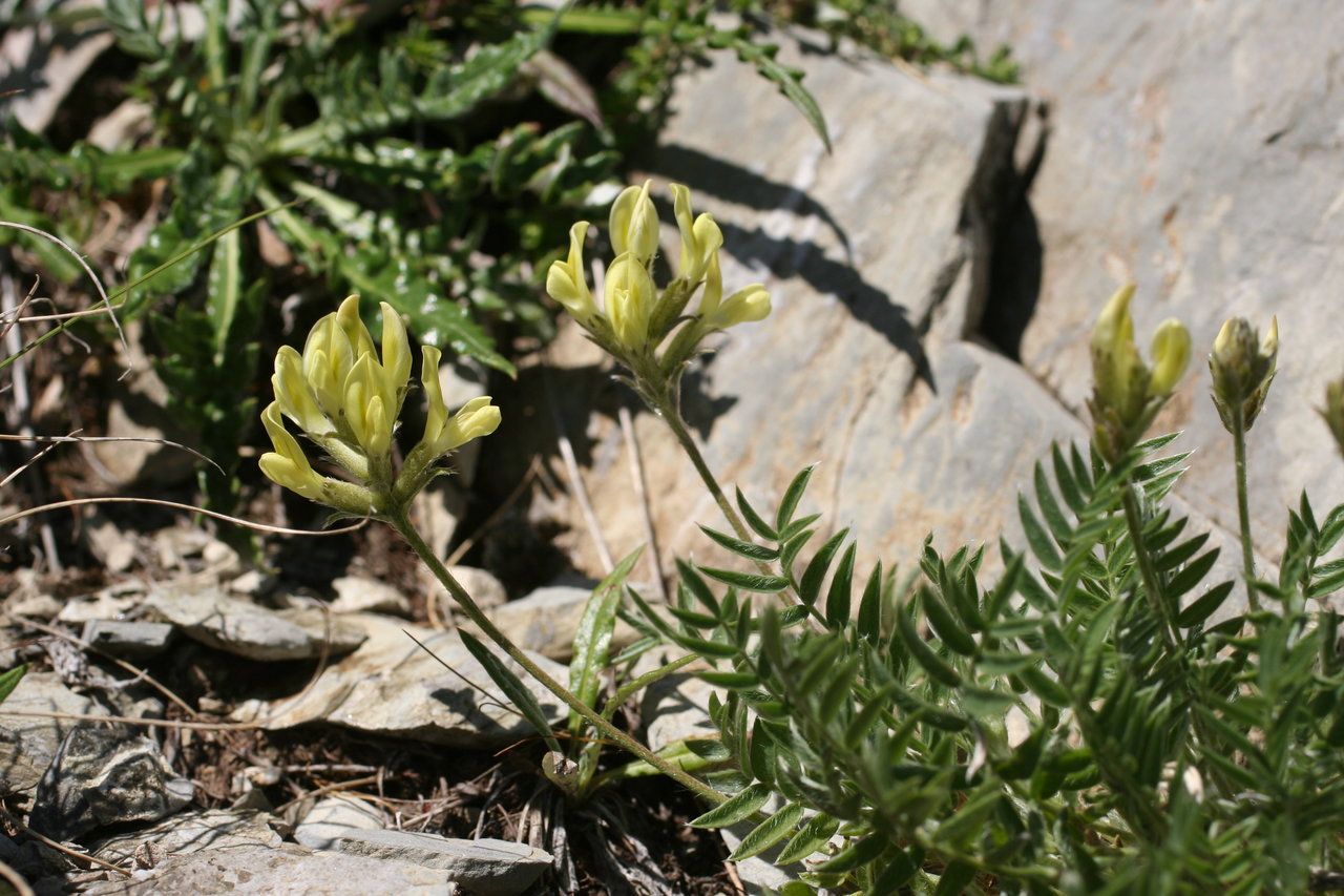 Изображение особи Oxytropis campestris.