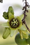 Passiflora coriacea