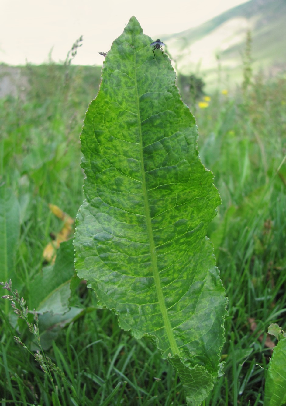 Изображение особи Rumex longifolius.