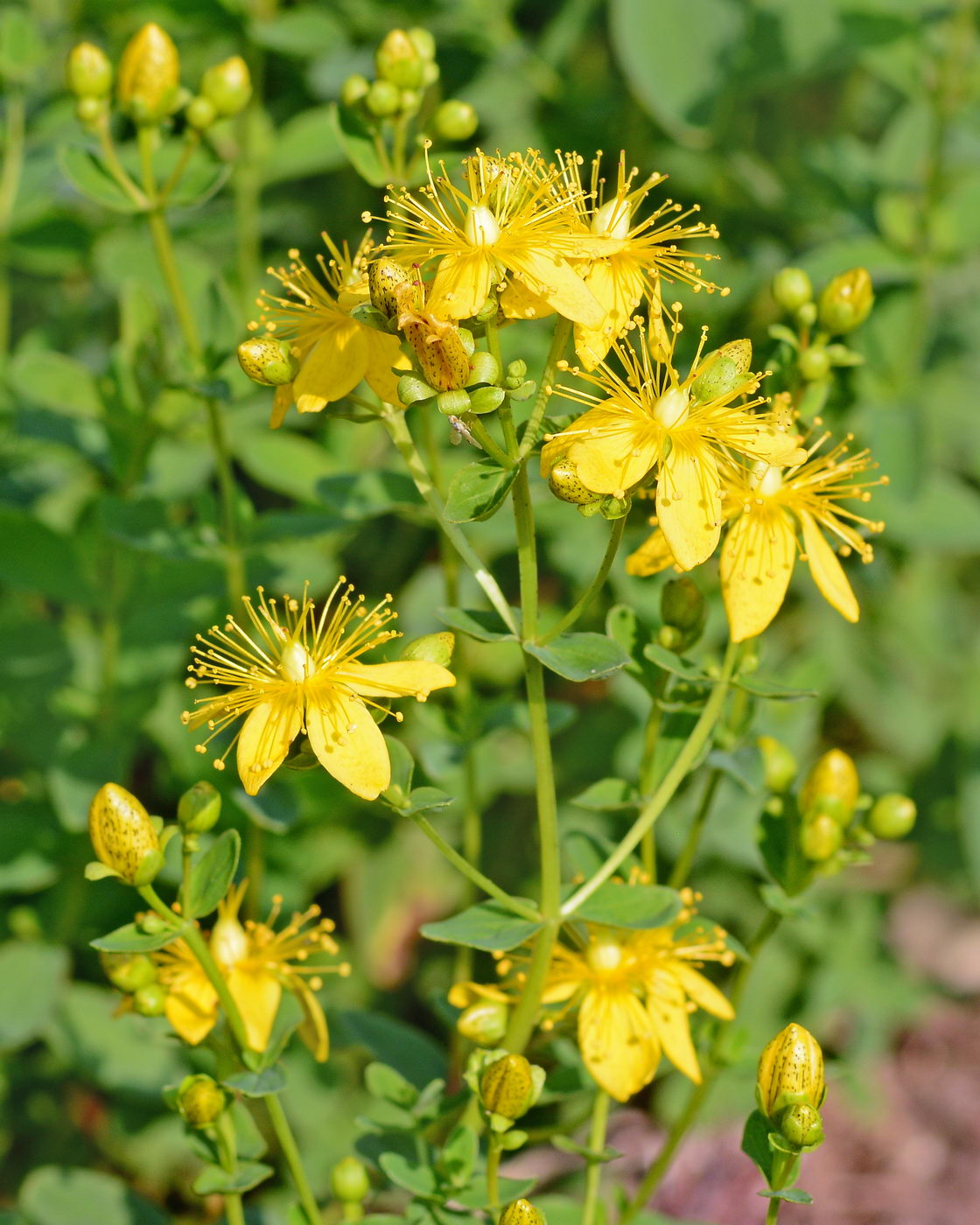 Изображение особи Hypericum maculatum.