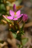 Centaurium erythraea ssp. turcicum