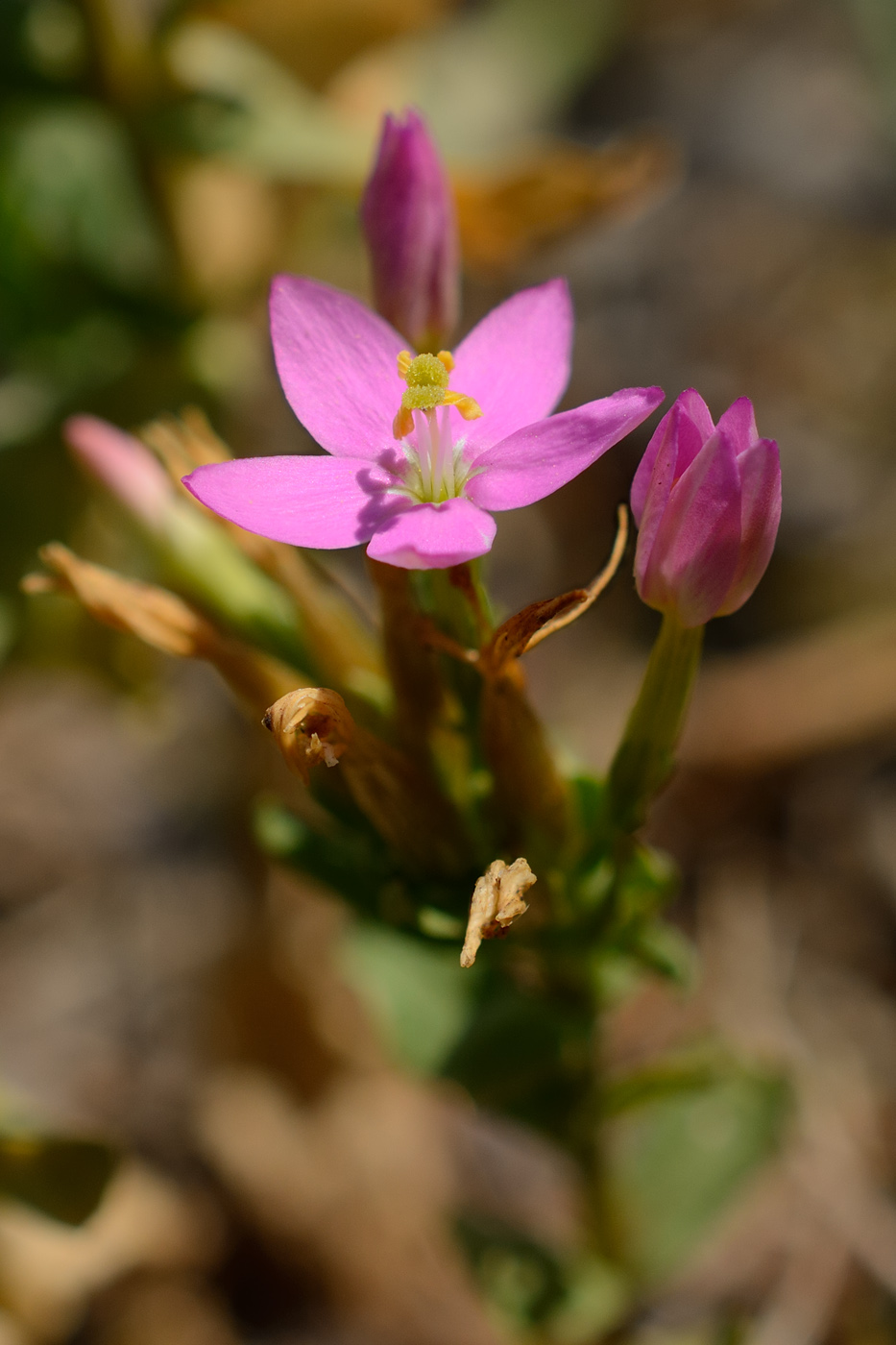 Image of Centaurium erythraea ssp. turcicum specimen.