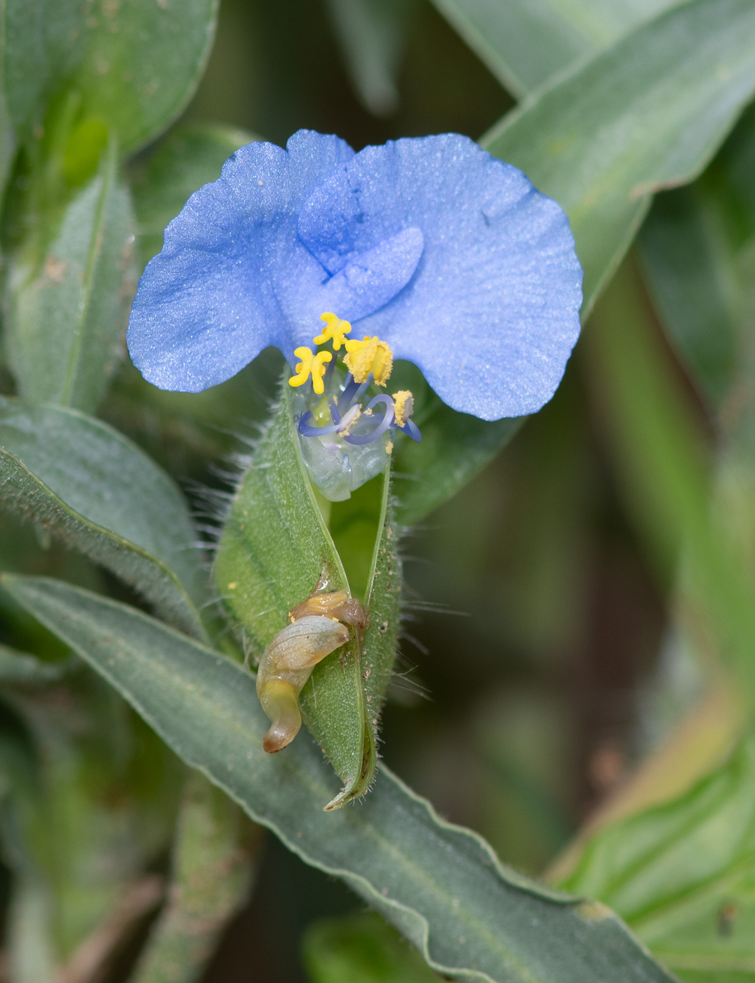 Изображение особи Commelina erecta ssp. livingstonii.