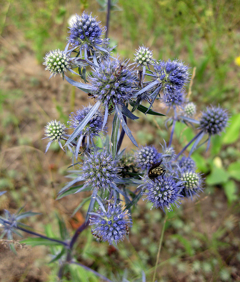 Image of Eryngium planum specimen.