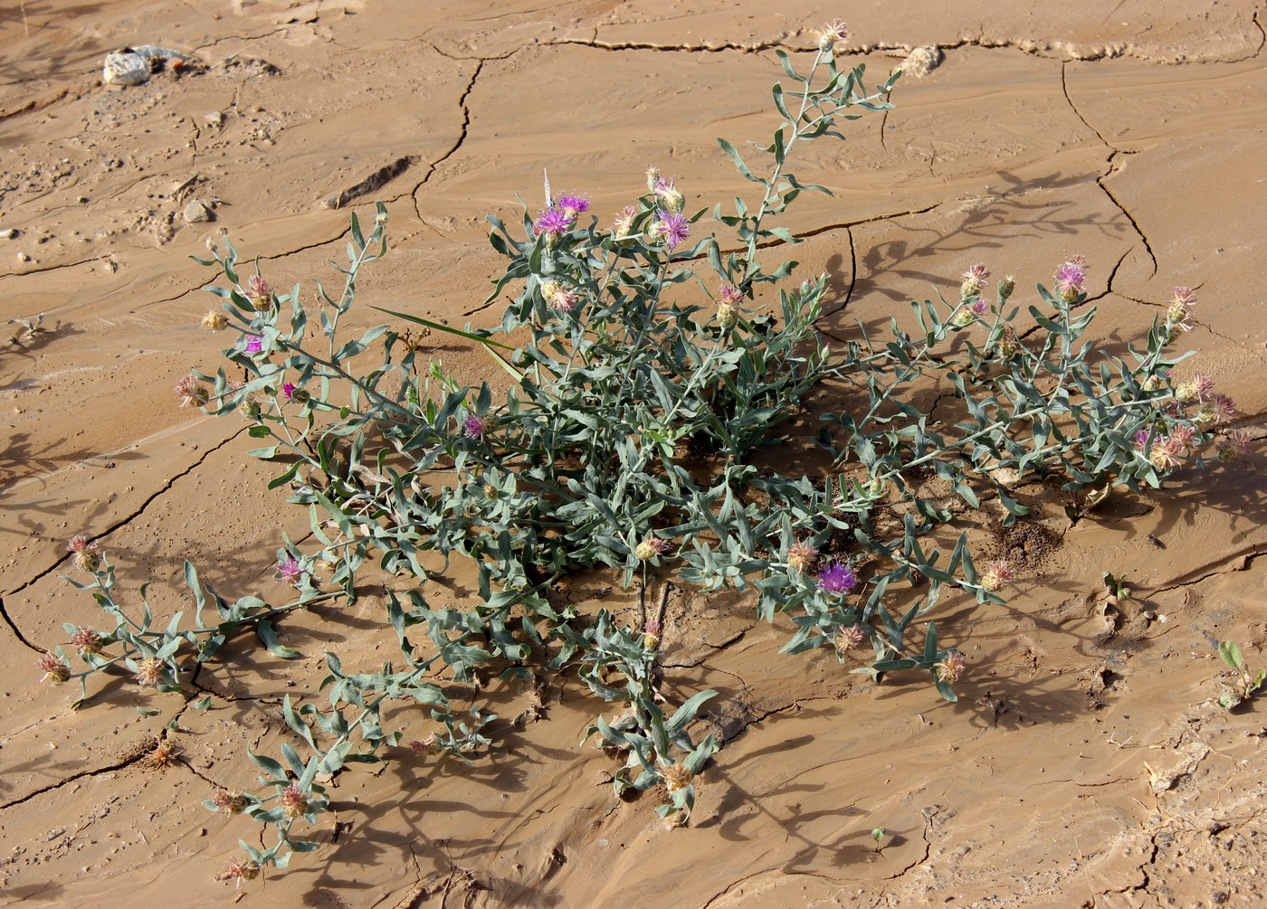 Image of Acroptilon repens specimen.