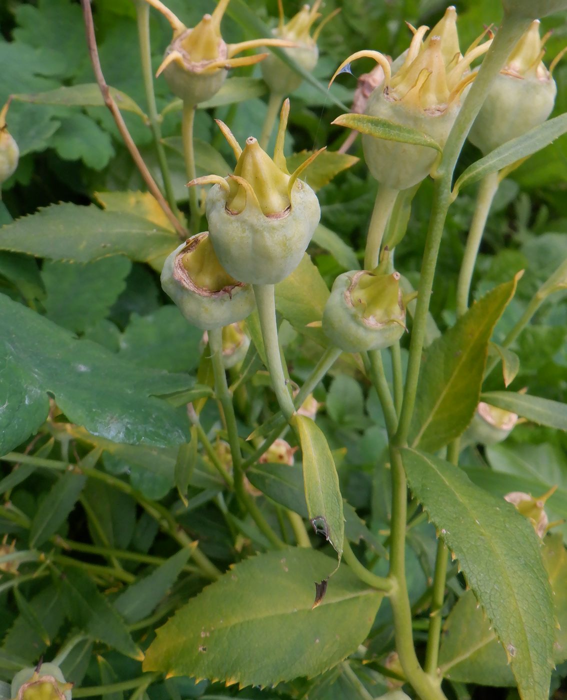 Image of Platycodon grandiflorus specimen.