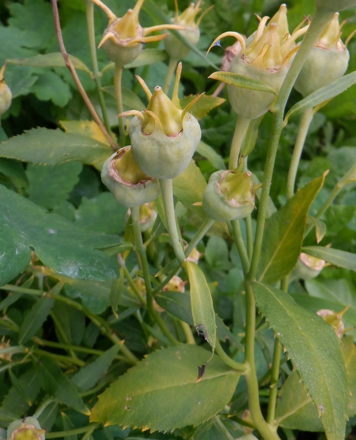 Image of Platycodon grandiflorus specimen.