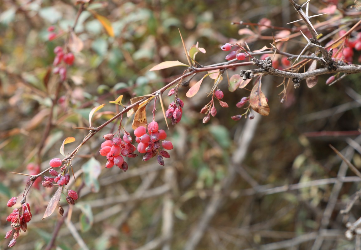 Image of Berberis orientalis specimen.