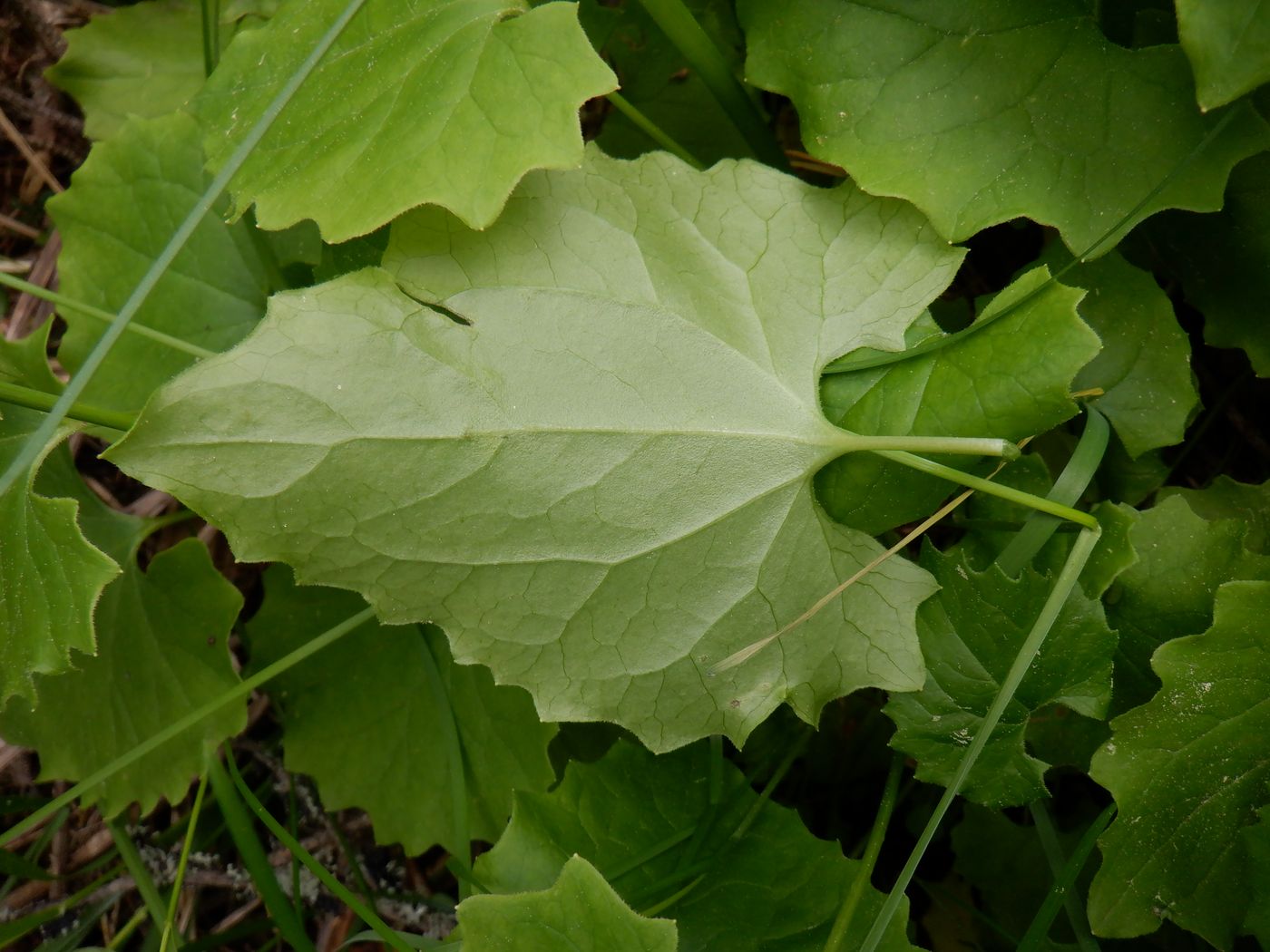 Image of Doronicum carpaticum specimen.