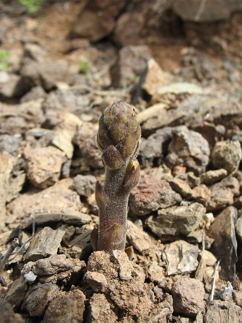 Изображение особи Orobanche cernua.