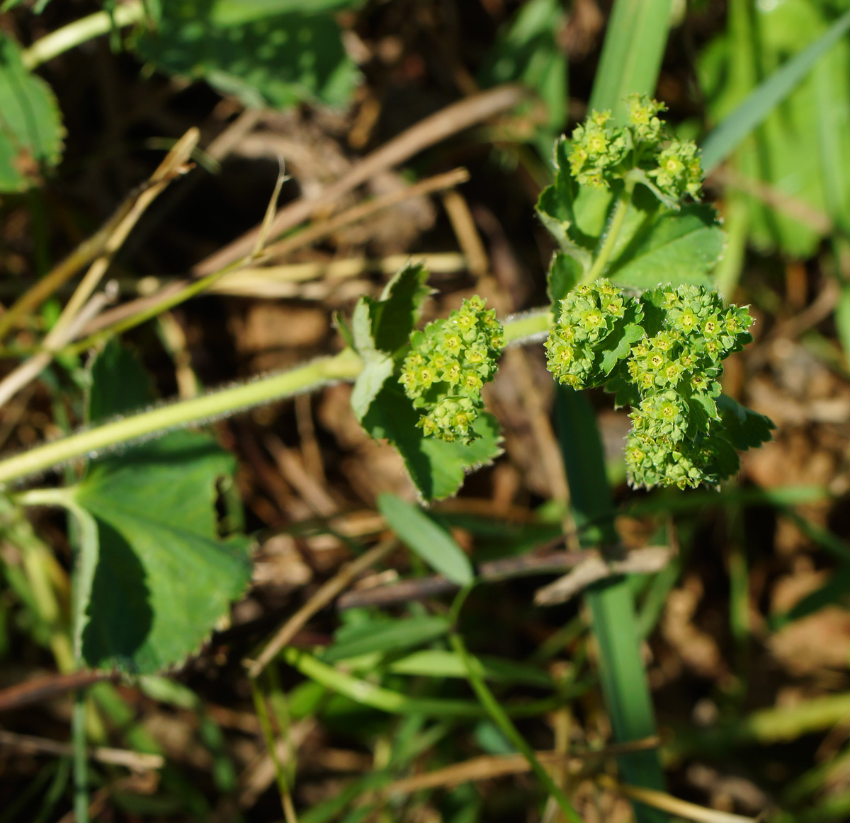 Изображение особи род Alchemilla.