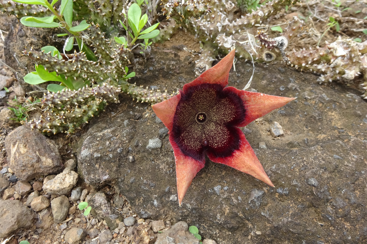 Image of Edithcolea grandis specimen.