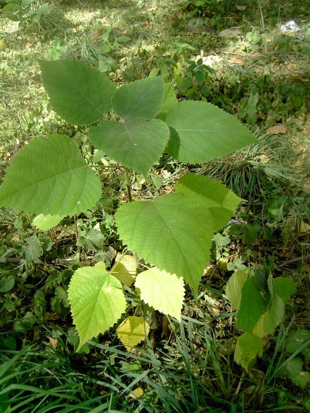 Изображение особи семейство Urticaceae.