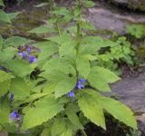 Lobelia siphilitica. Средняя часть цветущего побега. Санкт-Петербург, Ботанический сад БИН РАН, альпийская горка, в культуре. 09.09.2020.