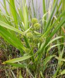 Sparganium microcarpum