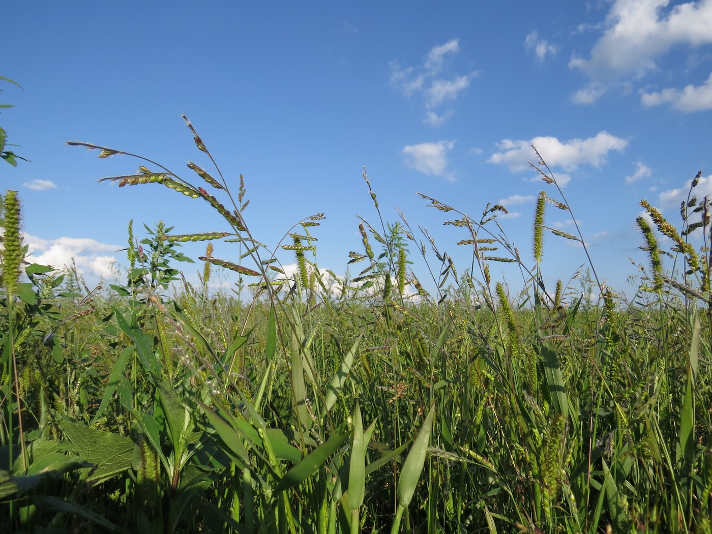 Image of Eriochloa villosa specimen.